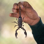 Curso de Manejo y prevención de accidentes por ofídicos y  ponzoñosos